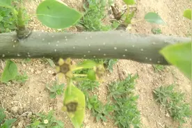 冻害蹂躏过的梨树，好容易坐果了，为什么还是长不大？视频封面