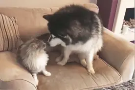 猫咪和阿拉斯加同时养，竟然一言不合就会打架，场面十分滑稽