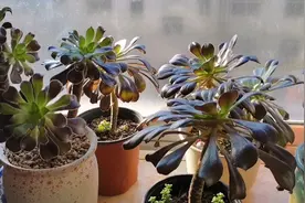 给法师砍头一定要选对时间，否则，就得不偿失~视频封面