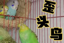 鹦鹉无缘无故像抽风一样滚来滚去，一下就成歪头了这是啥情况