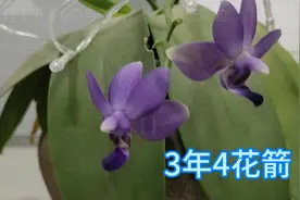 蝴蝶兰种植3年长4花梗，蓝紫色蝴蝶兰开花持续1年，我选择剪了