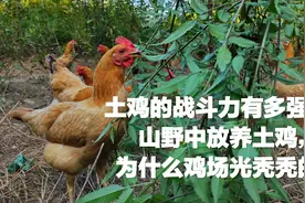 土鸡的战斗力有多强呢？
山野中放养土鸡，
为什么鸡场光秃秃的？视频封面