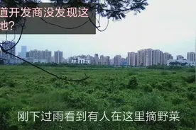 寸土寸金的深圳居然还有这么大一片荒地，这片草地好金贵视频封面