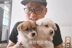 中华田园犬小奶狗趴趴耳，长大了会立起来吗？