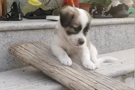 狗狗离开妈妈第二天的表现，让人泪奔😂