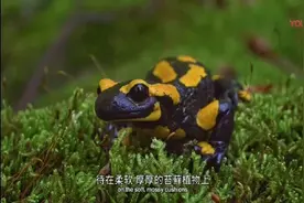 动物百科之-火蜥蜴视频封面