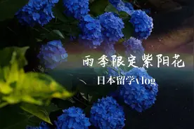 日本不只能看樱花，雨季限定紫阳花，旅行者看花地推荐！视频封面