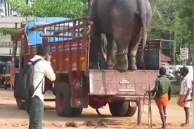 大象后退下车视频封面