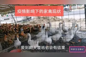 疫情后有没有影响？🐔100块3只，鹅120一只，白菜价甩卖，难搞视频封面