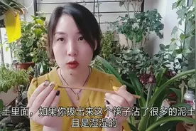 九成以上的花是浇水浇死的，小姐姐教你一个筷子浇水法！视频封面