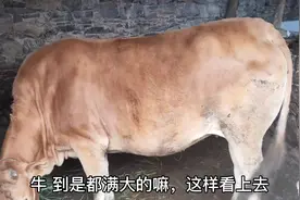 一头牛要价一万五左右，牛老板既然出价一万以下，这生意咋做得成