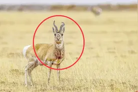 拥有最强大角的羊！盘点世界最强的羊，不输于猛兽的攻击力！