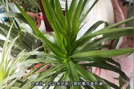 龙须树烂根养不活？不要担心，用这个“溶液”或许很管用哟~视频封面