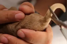 为什么有的狗狗一出生，就要把它的尾巴剪掉？原来是为它们好！