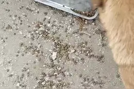 侯妈在叙述基地的状况！