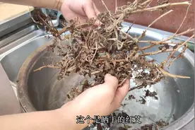 红艾煮鸡蛋，补气血，驱寒湿，缓解经痛效果很好，做法很简单视频封面