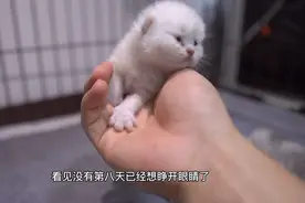 小猫出生第8天，能长多大？教你如何看屁股辨别公母！视频封面