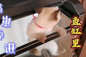 猫崽淘的制止不了啦！鱼缸那么高都挡不住，主人气的要放鱼缸里养