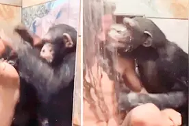 笑掉大牙！2只黑猩猩帮长发男子洗澡 手法娴熟简直让人惊掉下巴视频封面