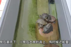乌龟晒背怎么喜欢叠罗汉，这让最底下的龟怎么晒背。视频封面
