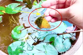 养睡莲的水容易浑浊，1个动作，轻松搞定！视频封面