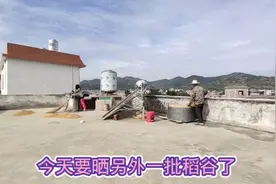 场地有限，稻谷不得不分批晒，全部晒完晒干估计要一个月左右