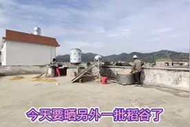 场地有限，稻谷不得不分批晒，全部晒完晒干估计要一个月左右