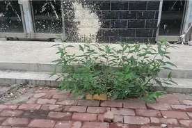 路遇宝草酸茉谬又名水红花。