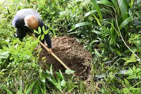 沙参采挖有多难呢？实拍90岁大爷上山采药，爷孙3人收获满满视频封面