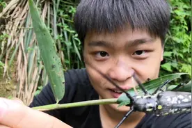 农村小伙在菜地边抓到一只很大的天牛，有谁小时候也抓过吗？