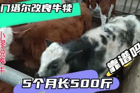 网上都说西门塔尔改良牛犊，5个月能长500多斤，事实真是这样吗？视频封面