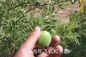二大爷指着这种树对我说 三十年前的飞机用的油 就是它提炼出来的视频封面