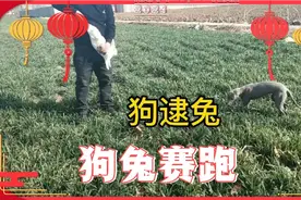 狗跟兔子赛跑，谁跑的更快视频封面