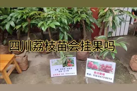 都说四川不能种荔枝，赶集却有那么多人卖荔枝苗？都有些什么品种视频封面