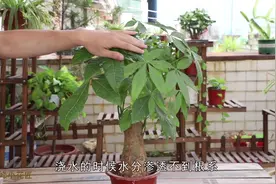 养发财树枝叶干，关键在土壤，教你如何轻松解决视频封面