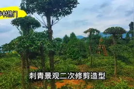 湖北京山特色产业：绿化景观刺冬青树培育规模化，一颗可卖5千元视频封面
