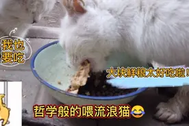 流浪猫大口大口吃着鲜粮，狼吞虎咽的样子太可爱啦！