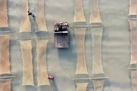 连云港沿海40万亩紫菜开始放苗“海上菜园”一派忙碌景象