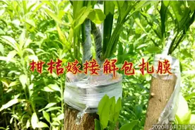 六月份柑桔嫁接解除包扎膜同时摘顶芽视频封面