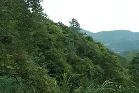 广东省云浮市，罗定市太平镇黄豆坪视频封面