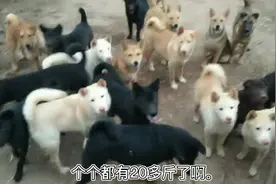 我的狗，一直喂麦皮，米糠，稀饭，肉，对它肠胃好，长得超快大。视频封面