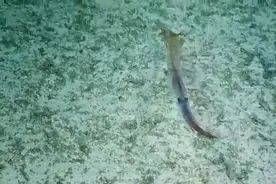 美国生物学家在太平洋海底首次拍到极罕见的长尾深海鱿鱼视频封面