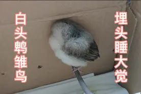 捡到雏鸟第三天！确定是只白头鹎幼鸟啦，感谢网友教的鸟食配料法视频封面