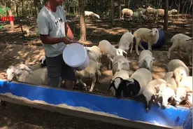 农村小伙的羊为什么长势快，看看他用的什么绝招，真是妙！