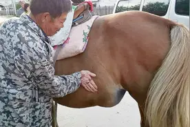 怀孕母马快要生产肚子被马踢鼓起一个大包，人们担心肚子里宝宝？视频封面