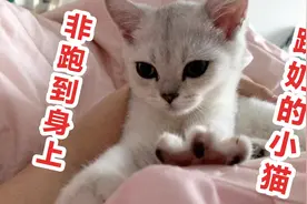 大清早就跑到主人身上，疯狂踩奶的小猫咪，你喜欢吗？视频封面