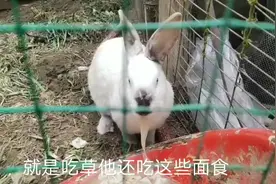 农家小院的兔子喜欢吃面条，大家看看它怎么吃的