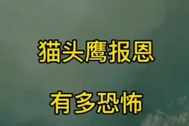 猫头鹰  报恩视频封面