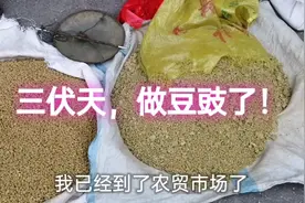 豆豉必须三伏天做！老张老伴开始做豆豉了！视频封面