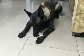 马犬咬合力真的很强，啃猪大骨就像啃甘蔗。视频封面